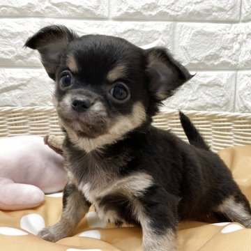 チワワ(ロング)【北海道・男の子・2025年9月5日・ブラックタン】の写真「スクスク成長中です✨」