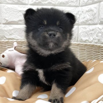 ポメ豆柴(ポメラニアン×豆柴犬)【北海道・女の子・2025年8月16日・黒】の写真「スクスク成長中です✨」