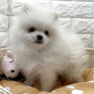 ポメラニアン【北海道・男の子・2025年8月14日・クリームかホワイト】の写真「待望の白玉ベビー🐶✨」