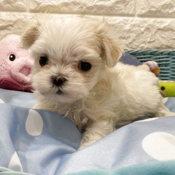 マルチーズ【北海道・女の子・2025年6月22日・ホワイト】の写真「8/15現在450gです🐶」