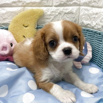 キャバリア【北海道・男の子・2025年6月20日・ブレンハイム】の写真「スクスク成長中です✨」