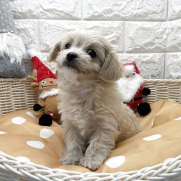 チワプー(トイプードル×チワワ)【北海道・女の子・2025年10月11日・クリーム】の写真「スクスク成長中です✨」