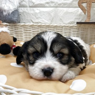 キャバション(キャバリア×ビションフリーゼ)【北海道・女の子・2025年10月18日・ホワイト&ブラック】の写真「スクスク成長中です✨」