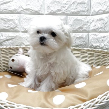 マルチーズ【北海道・女の子・2025年6月22日・ホワイト】の写真「9/29現在900gです🐶」
