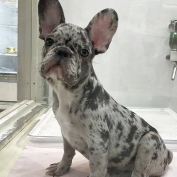 フレンチブルドッグ【北海道・男の子・2025年7月8日・ブルーマール】の写真「とても珍しく綺麗な毛色です✨」