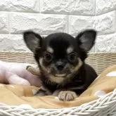 チワワ(ロング)