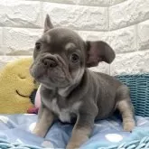 フレンチブルドッグ