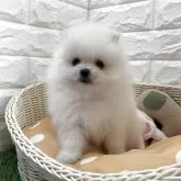 ポメラニアン