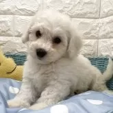ビションフリーゼ