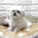 マルチーズ