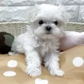 マルチーズ