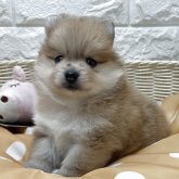 ポメラニアン