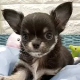チワワ(ロング)