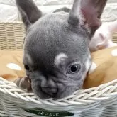 フレンチブルドッグ