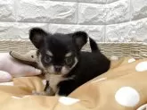 ペキチワ(チワワ×ペキニーズ)【北海道・女の子・2025年9月5日・ブラック&ホワイト】の写真4