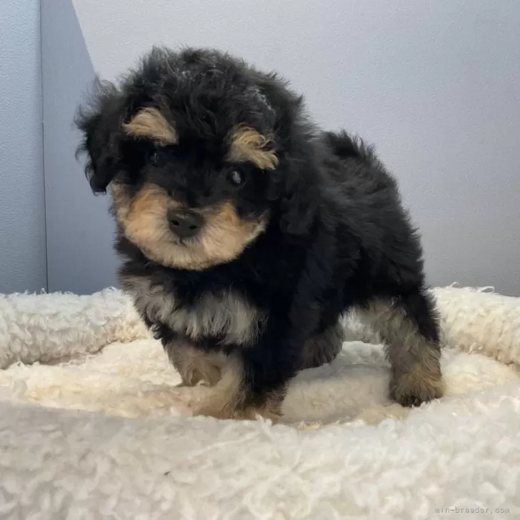 ID:2402-05989の子犬