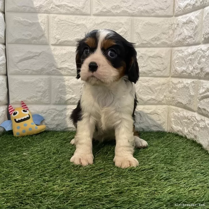 ID：2409-03825の子犬