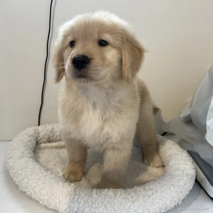 ID：2305-03136の子犬