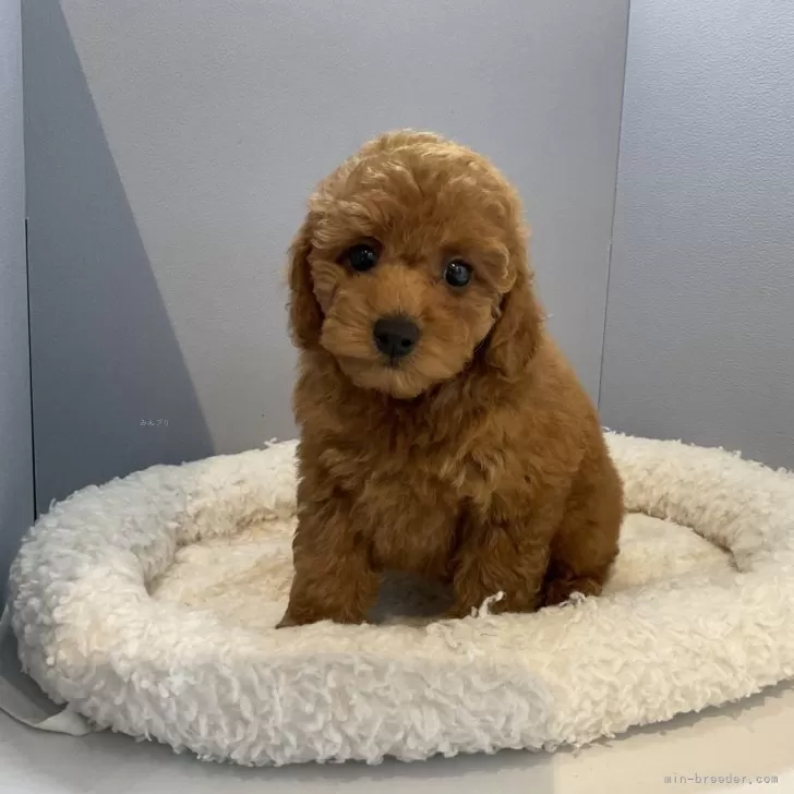 ID:2405-06197の子犬