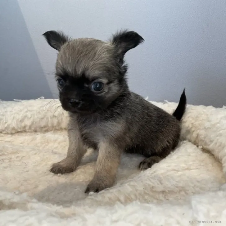 ID:2310-03136の子犬