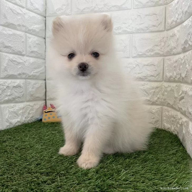 ID：2409-07951の子犬