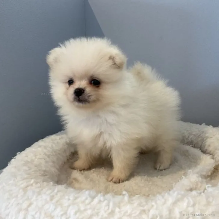 ID:2309-01657の子犬