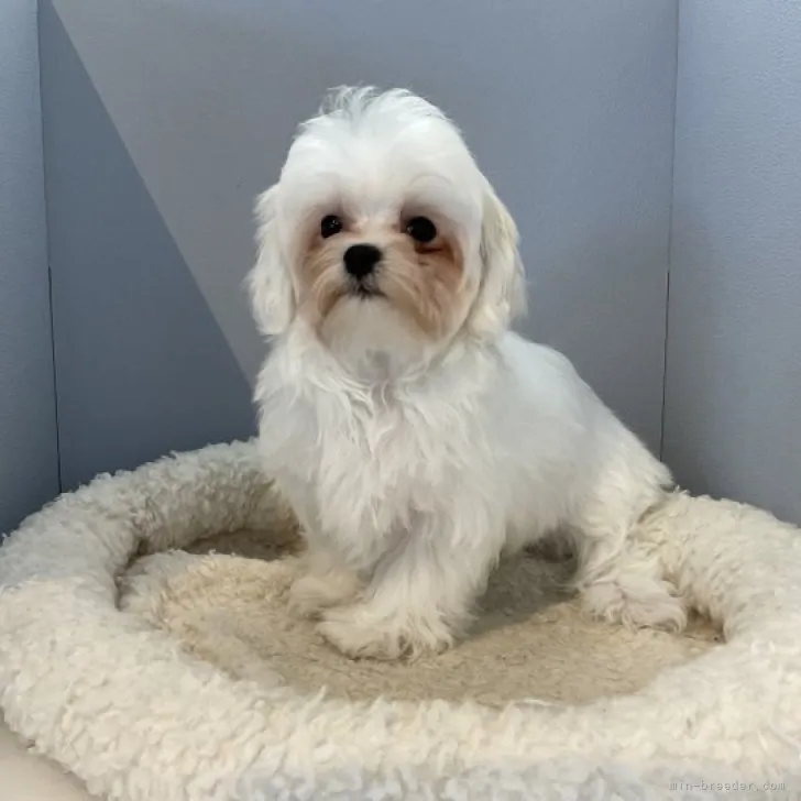 ID:2304-04461の子犬
