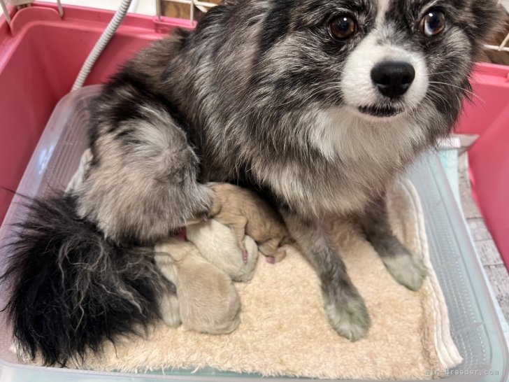 ポメラニアン【・女の子・2022年10月8日・ブルーマール】