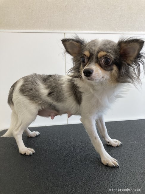 チワワ(ロング)【・女の子・2023年4月15日・ブルーマール&amp;ホワイト】