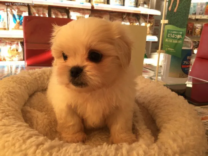 ID:2110-02194の子犬