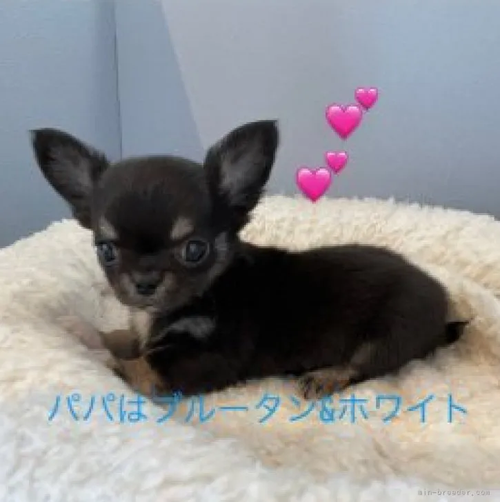 ID：2302-03252の子犬