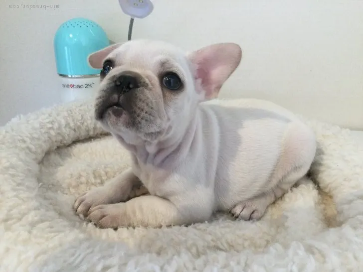 ID:2203-00456の子犬