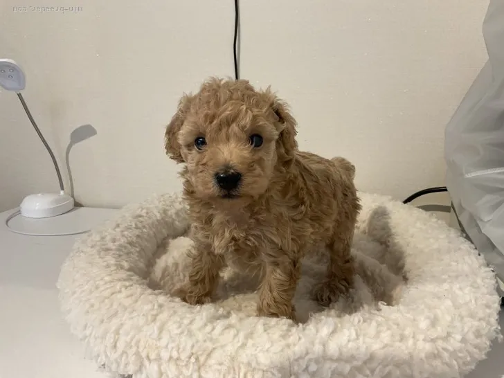 ID：2204-03013の子犬