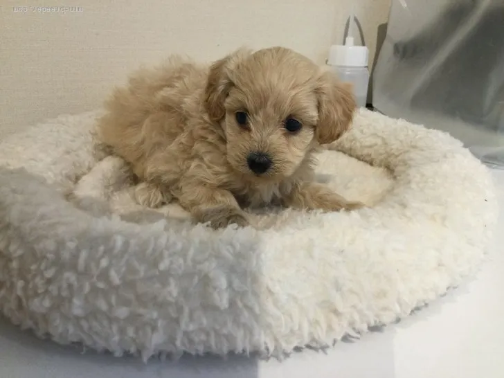 ID:2203-01427の子犬