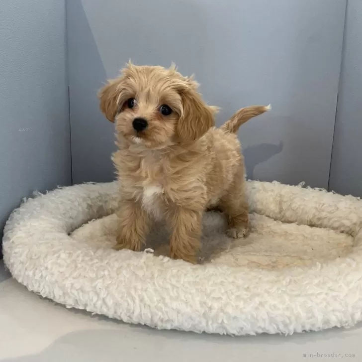ID:2312-04228の子犬