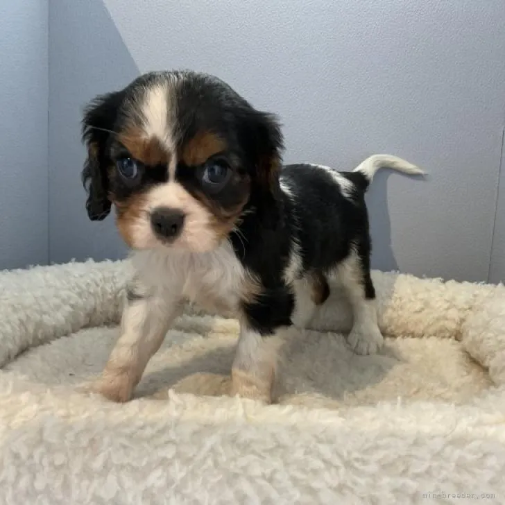 ID:2208-00900の子犬