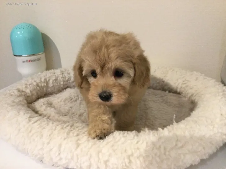 ID：2112-00350の子犬
