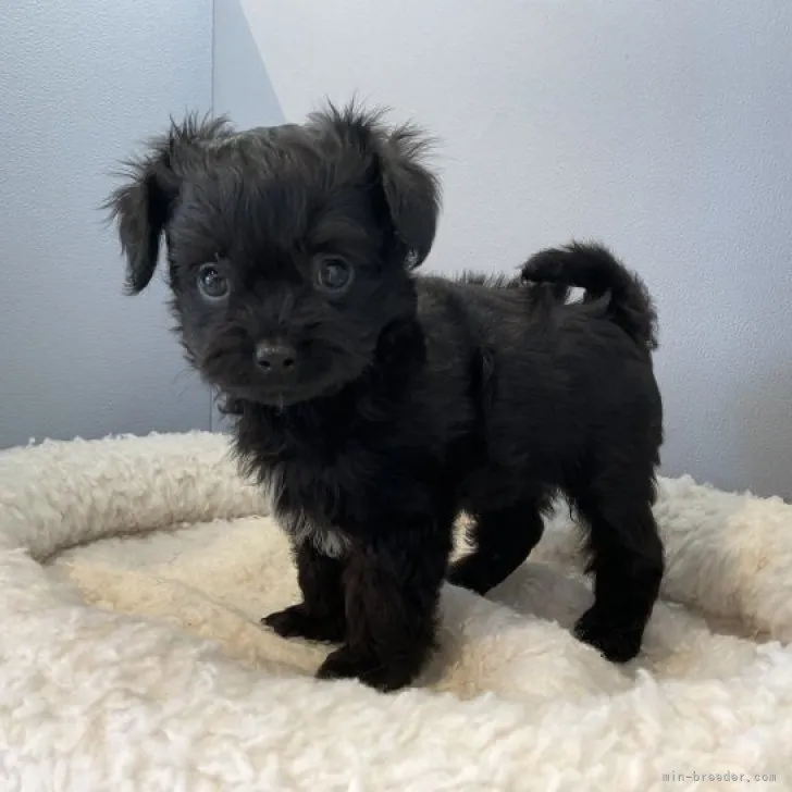 ID：2309-02346の子犬