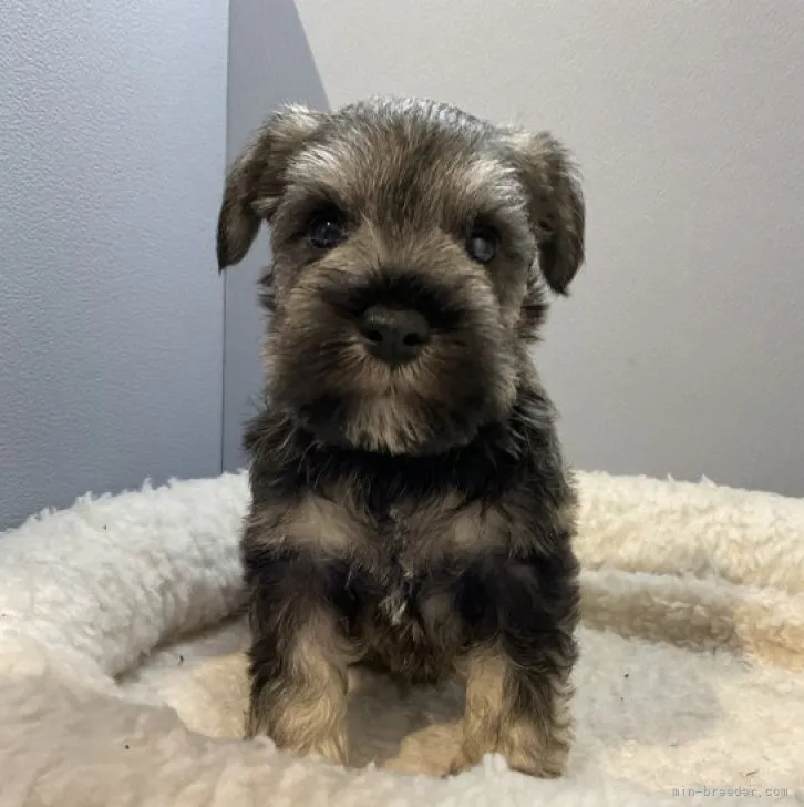 ID：2301-02552の子犬