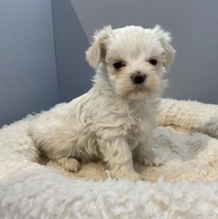 ID：2301-00080の子犬