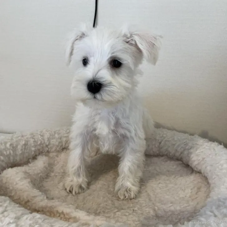 ID：2205-02754の子犬