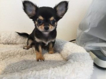 チワワ(ロング)【北海道・女の子・2021年12月8日・ブラック&タン】の写真「大人しい女の子」