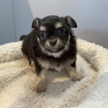 チワワ(ロング)【北海道・女の子・2023年1月29日・ブラック&タン】の写真「両親共に遺伝子検査クリアです✨」