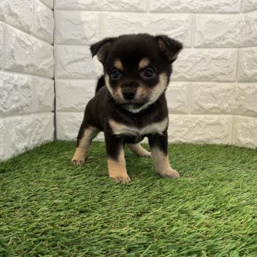 ミックス(チワワ×柴犬)【北海道・男の子・2024年7月15日・黒】の写真「豆柴とチワワのMIX🐶」