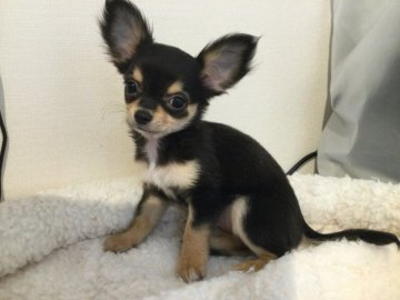 チワワ(ロング)【北海道・女の子・2021年12月8日・ブラック&タン】の写真「大人しい女の子です。」
