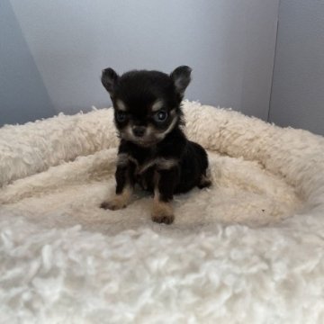 チワワ(ロング)【北海道・女の子・2023年8月30日・ブラック&タン】の写真「極小だけどとっても活発です🐶
10/14現在30」