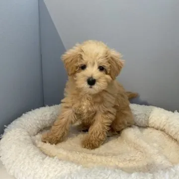 【ななちゃん】ハンドメイド トイプードル 12/21 いつでもいっしょ♪ ふわふわ小さなトイプードル 犬のぬいぐるみ