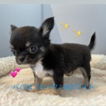 チワワ(ロング)【北海道・女の子・2022年12月30日・ブラックイエロー&ホワイト】の写真「両親共に遺伝子検査クリアです✨」