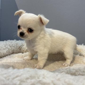 チワワ(ロング)【北海道・女の子・2022年11月12日・クリーム】の写真「両親共に遺伝子検査クリアです」