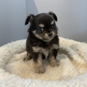 チワワ(ロング)【北海道・男の子・2023年1月29日・ブラック&タン】の写真「両親共に遺伝子検査クリアです✨」